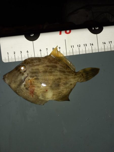 尺アジリベンジ成功