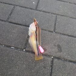 コスモスクエアでカワハギ