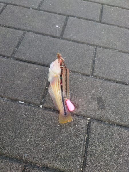 コスモスクエアでカワハギ