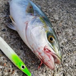 ツバス シオゲットです