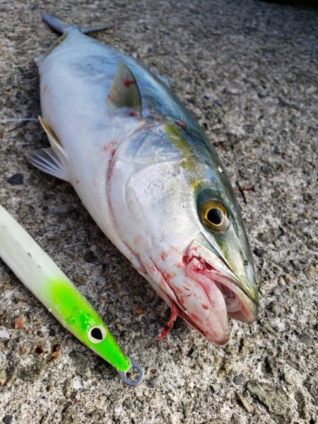 ツバス シオゲットです