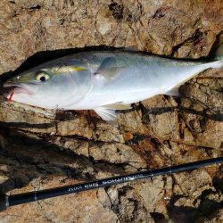 久々にメジった