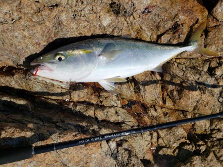 久々にメジった