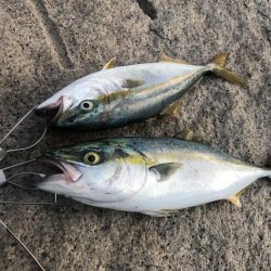 台風明けの夕まずめ