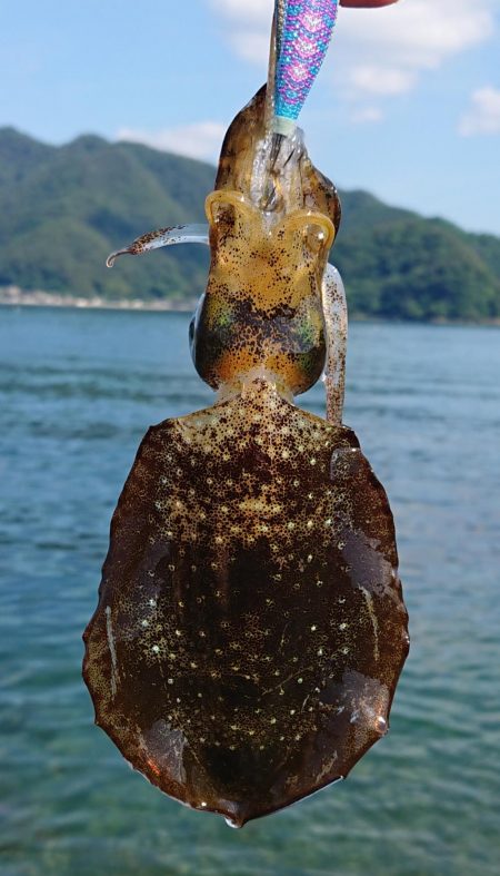 アオリイカ調査