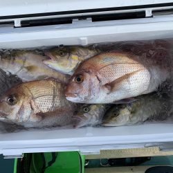 伊島周辺でシオ