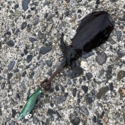 エギング釣行