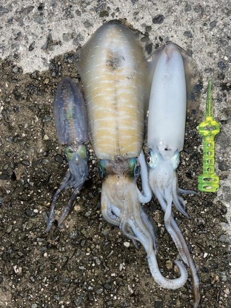 今期初エギング