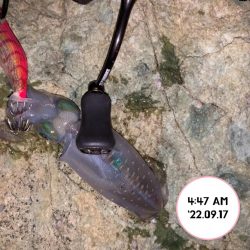 エギング朝まづめ