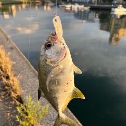 トップアジング