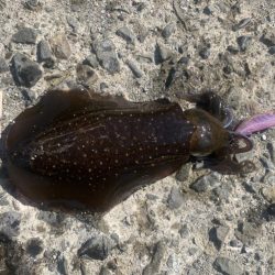 秋イカデイエギング