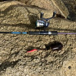 宮津アオリ&マゴチ