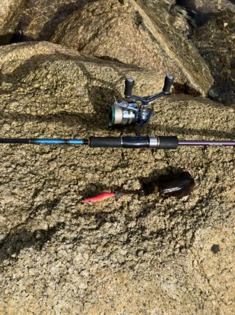 宮津アオリ&マゴチ