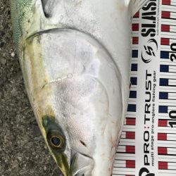 台風前の荒食い