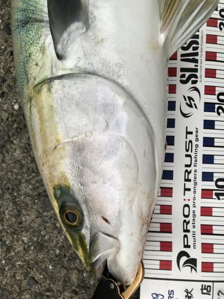 台風前の荒食い