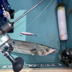 蒲生田周辺でシオ