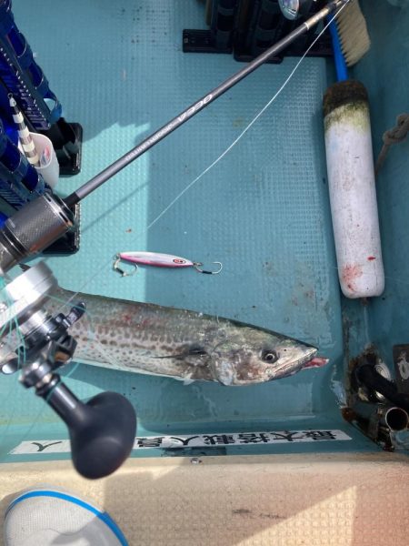 蒲生田周辺でシオ