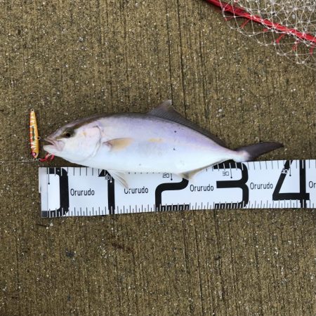 元気なシオ。タチウオは小さめ。