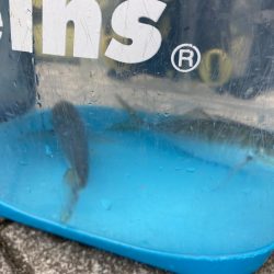 初日本海アジング