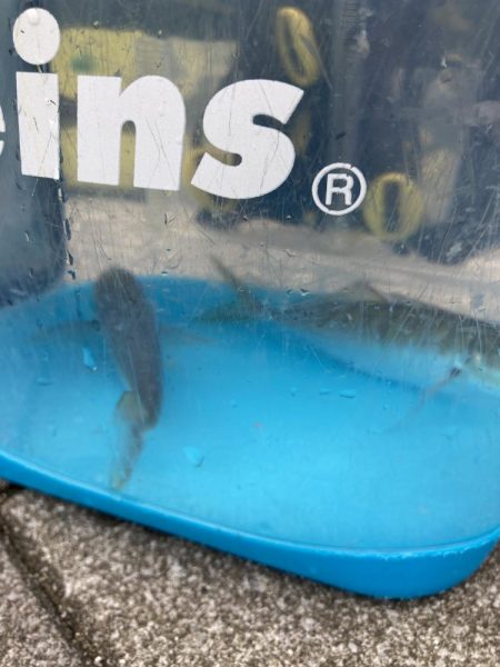 初日本海アジング