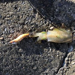 朝マヅメエギング