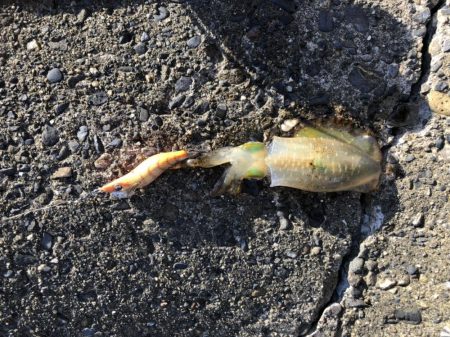 朝マヅメエギング