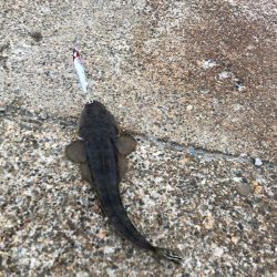 アオリイカが釣れないので魚を狙いました。