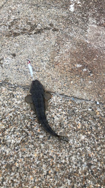 アオリイカが釣れないので魚を狙いました。