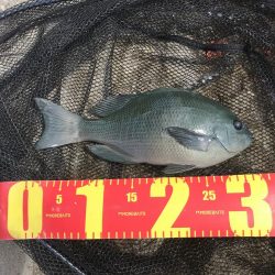 カゴ釣りでグレGET