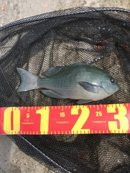 カゴ釣りでグレGET