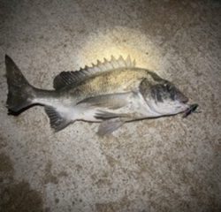 ライトショアジギング