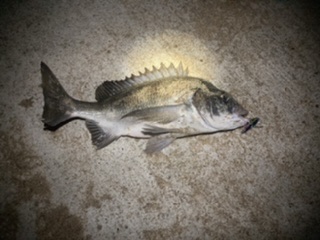 ライトショアジギング