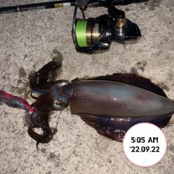 エギング朝まづめ