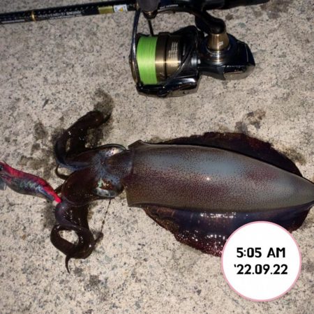 エギング朝まづめ