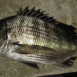 アジがいなくライトゲームは苦戦