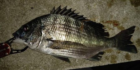 アジがいなくライトゲームは苦戦