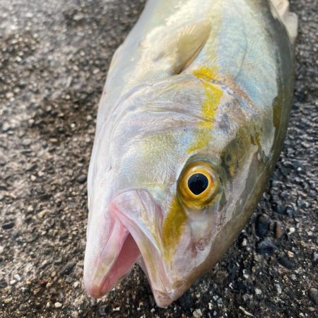 太刀魚不発からのシオ