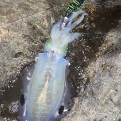 試しに3.5号投げてみた