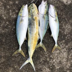 ハマチとシイラ