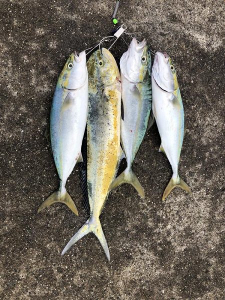 ハマチとシイラ