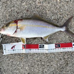 セットアッパーって釣れるんですね😅