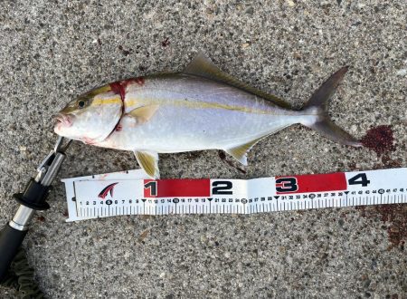 セットアッパーって釣れるんですね…