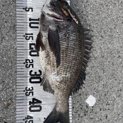 イチノ兄弟、釣果!