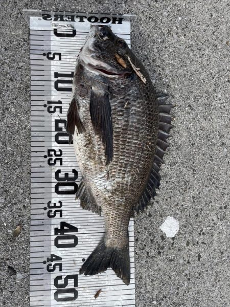 イチノ兄弟、釣果！