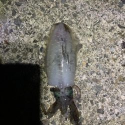 ナイトエギング