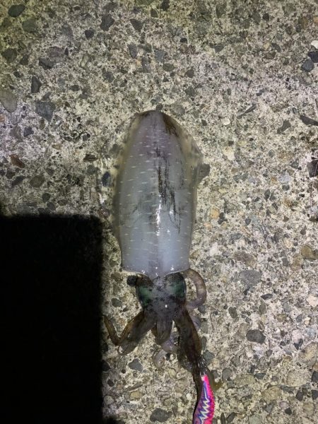 ナイトエギング