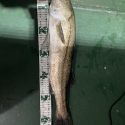 アジングタックルでシーバス