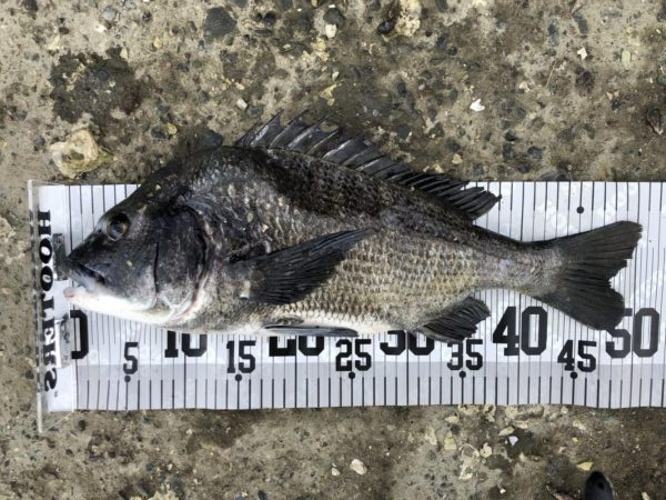 イチノ兄弟、釣果！