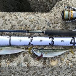 太刀魚はまだか…