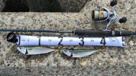 太刀魚はまだか…